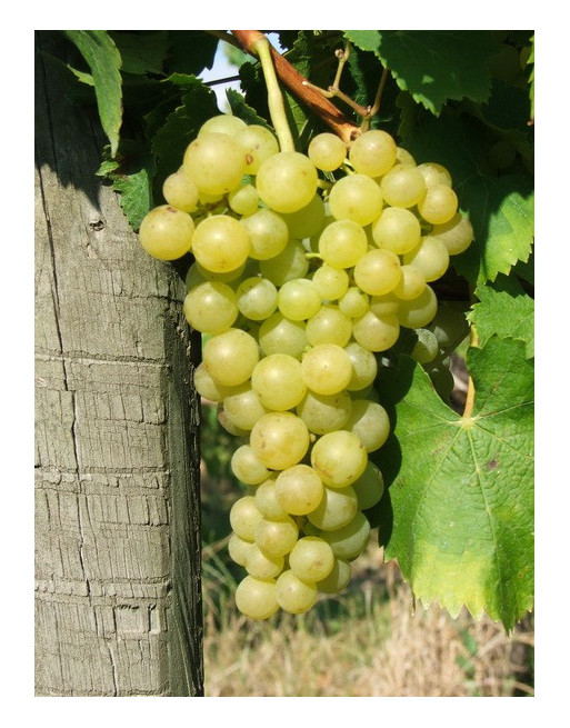 Perle de Csaba-vigne-jardivigne