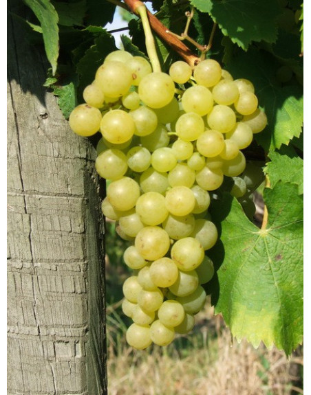 Perle de Csaba-vigne-jardivigne