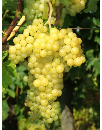 Perlette sans pépins-vigne-jardivigne