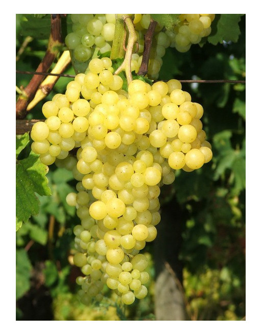 Perlette sans pépins-vigne-jardivigne