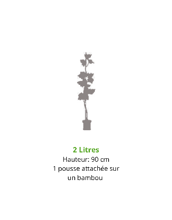 conteneur-taille-vigne