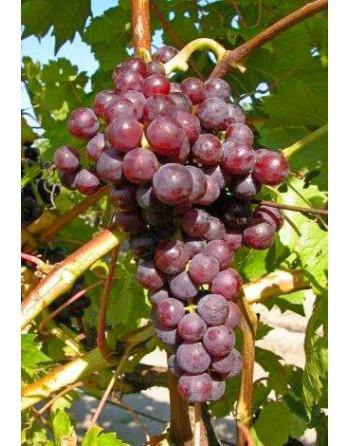 Flame Seedless-vigne-Jardivigne