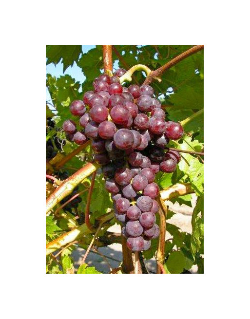 Flame Seedless-vigne-Jardivigne