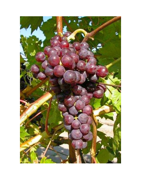 Flame Seedless-vigne-Jardivigne
