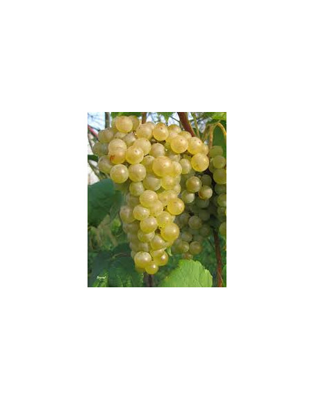 Seyval blanc