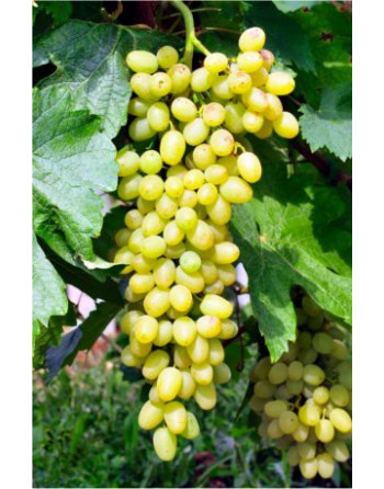 White Sulima