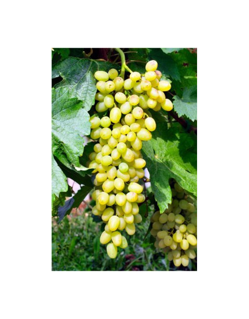 White Sulima