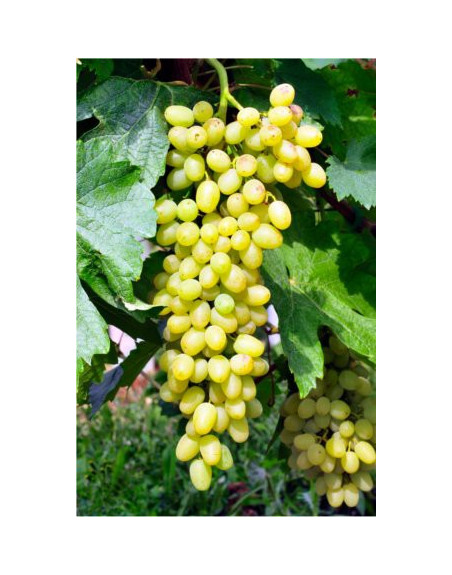 White Sulima