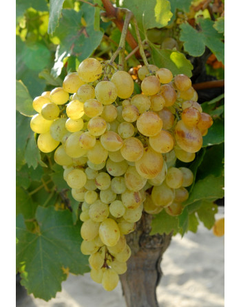 copy of Muscat Queen of the...