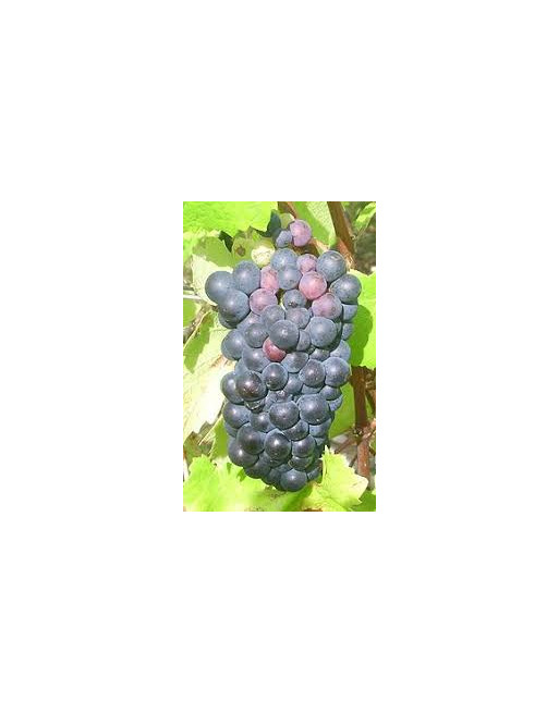 pinot-vigne-cuve-jardivigne