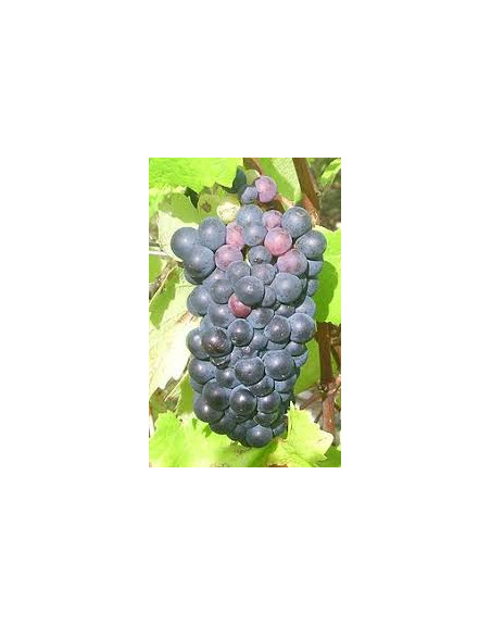 pinot-vigne-cuve-jardivigne