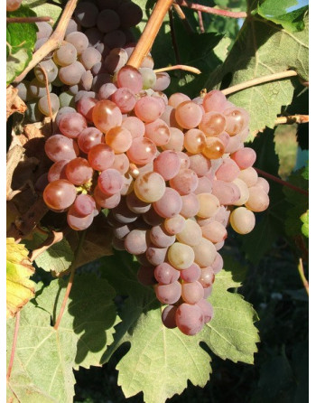 Clairette Rose-vigne-jardivigne