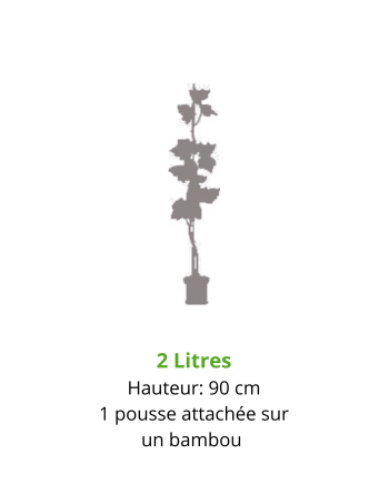 vigne -autumn royal-jardivigne