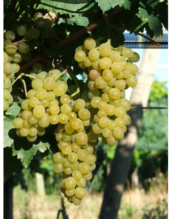 Précoce de Malingre-vigne-jardivigne