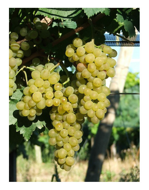 Précoce de Malingre-vigne-jardivigne