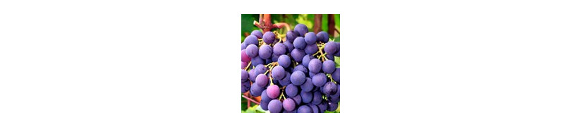 Plants de vigne résistants aux maladies-Jardivigne
