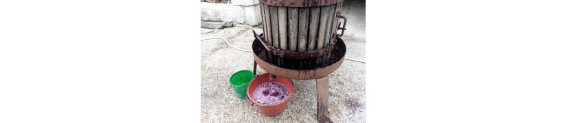 Cépage pour BEAUJOLAIS-plants de vigne- Jardivigne