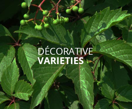 Decorative varieties